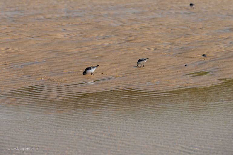 20210905__00281-55 Plage de Wissant, gravelots cherchant leur nourriture