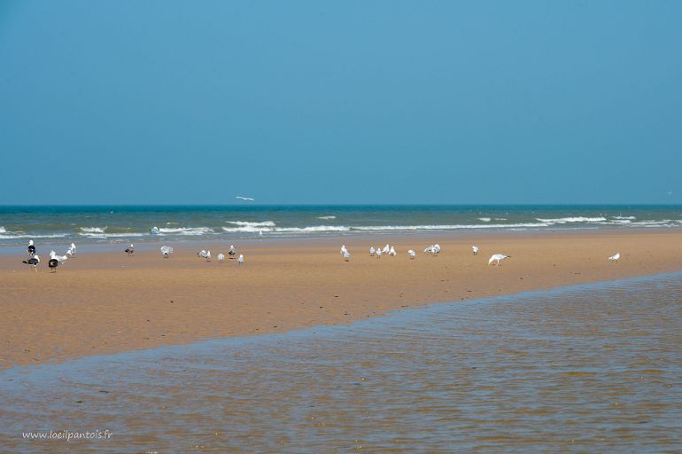 20210905__00281-60 Plage de Wissant, banc de goélands et mouettes