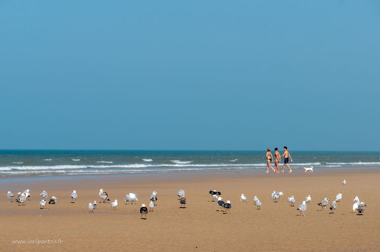 20210905__00281-67 Plage de Wissant, banc de goélands et mouettes