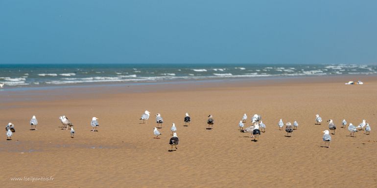 20210905__00281-68 Plage de Wissant, banc de goélands et mouettes