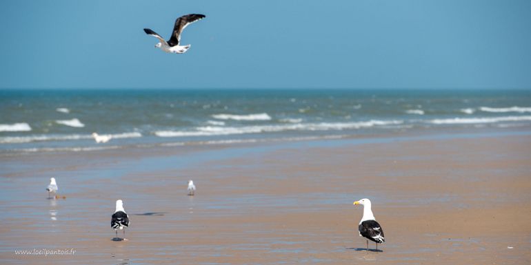 20210905__00281-70 Plage de Wissant, banc de goélands