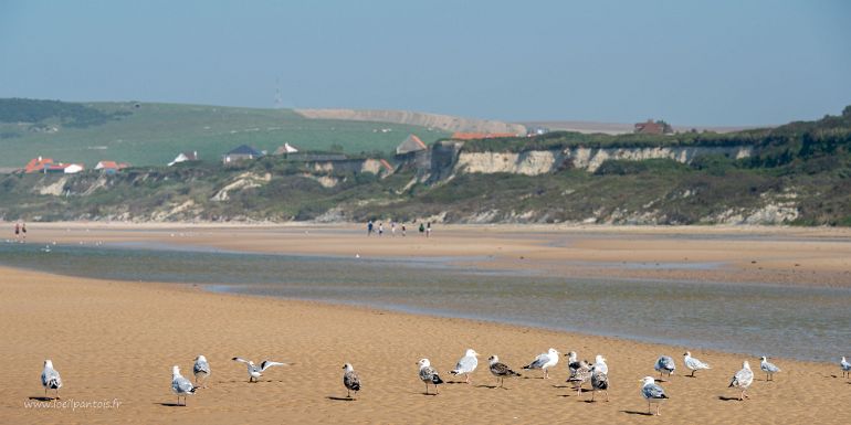 20210905__00281-71 Plage de Wissant, banc de goélands