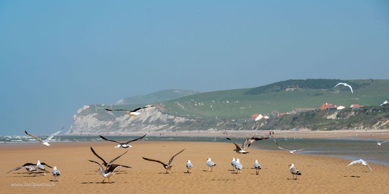 20210905__00281-74 Plage de Wissant, banc de goélands