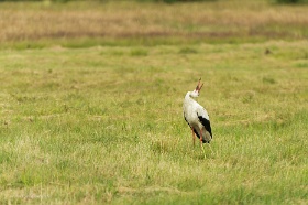 20180625__00328-151 Quelques kilomètres avant Ventspils, cigogne blanche.