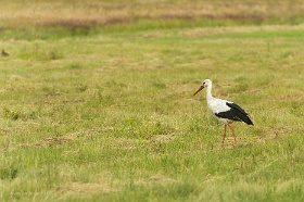 20180625__00328-155 Quelques kilomètres avant Ventspils, cigogne blanche.