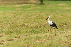 20180625__00328-156 Quelques kilomètres avant Ventspils, cigogne blanche.