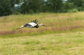 20180625__00328-158 Quelques kilomètres avant Ventspils, cigogne blanche.