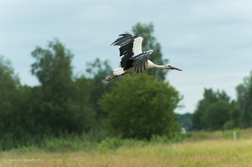 20180625__00328-159 Quelques kilomètres avant Ventspils, cigogne blanche.