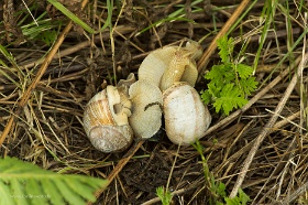 20180625__00328-162 Quelques kilomètres avant Ventspils, calins d'escargot.