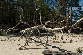 20180626__00348-121 Cap Kolka, bois flottés