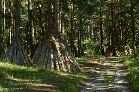 20180626__00348-163 Mersrags, Parc naturel du lac d'Engure, fagots de roseaux.