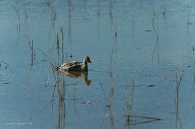 20180626__00348-169 Mersrags, Parc naturel du lac d'Engure, fuligule milouin