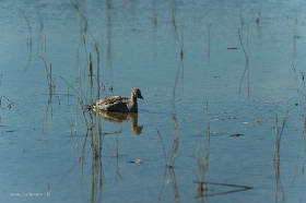 20180626__00348-169 Mersrags, Parc naturel du lac d'Engure, fuligule milouin