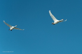 20180626__00348-171 Mersrags, Parc naturel du lac d'Engure, cygnes tuberculés