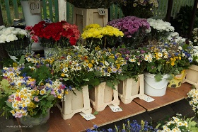 20180623__00392-26 Rue Aizsaules, devant les cimetières Raina et Meza, marchands de fleurs