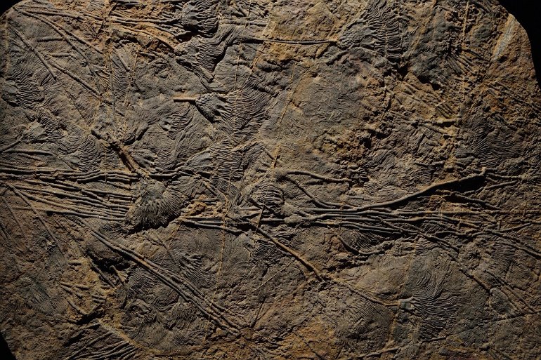 Collections permanentes, fossile de Lys de mer, 416 millions années