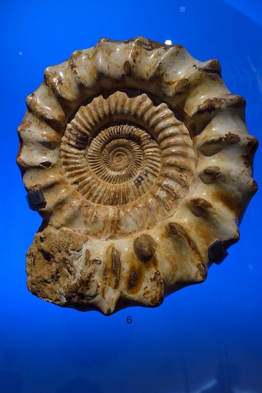 Collections permanentes, ammonite perisphinctes, 160 millions d'années